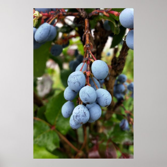 Schwarzdornfrucht Poster (Vorne)