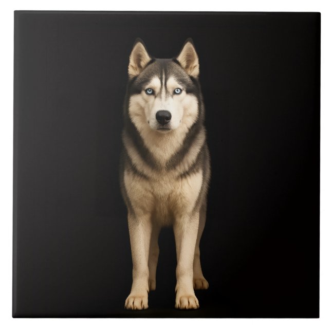 Schwarze 4 Luxe-Fliese mit Icy Elite Husky Fliese (Vorderseite)