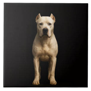 Schwarze 4 Luxe-Fliese mit mutigem Dogo Argentino Fliese