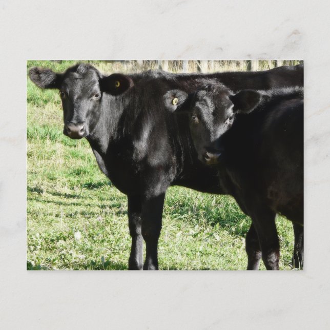 Schwarze Angus-Färsen-Kälber Postkarte (Vorderseite)