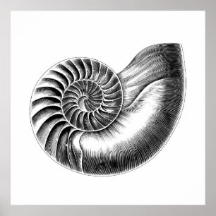 Schwarze Antike Nautilus Wissenschaftliche Illustr Poster