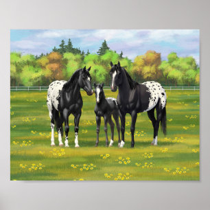 Schwarze Appaloosa-Pferde auf der Sommerweide Poster