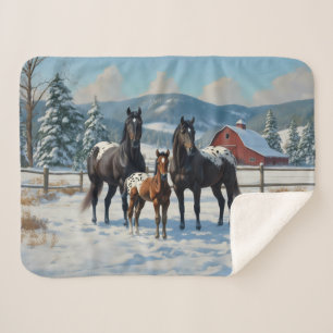 Schwarze Appaloosa Pferde auf einem Bauernhof im W Sherpadecke