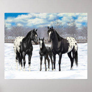 Schwarze Appaloosa Pferde im Schnee Poster