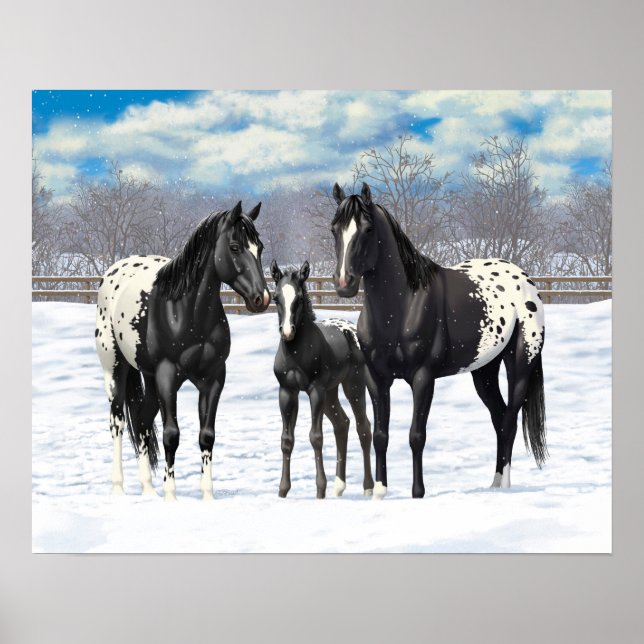 Schwarze Appaloosa Pferde im Schnee Poster (Vorne)