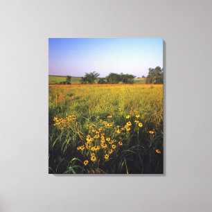 Schwarze Augen Susans in Tallgrass-Prärie bei Neil Leinwanddruck