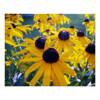 Schwarze Auges Susans Poster