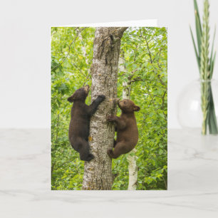 Schwarze Bärenjungen klettern auf einen Baum Karte