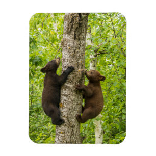 Schwarze Bärenjungen klettern auf einen Baum Magnet