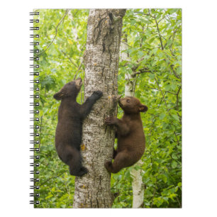 Schwarze Bärenjungen klettern auf einen Baum Notizblock