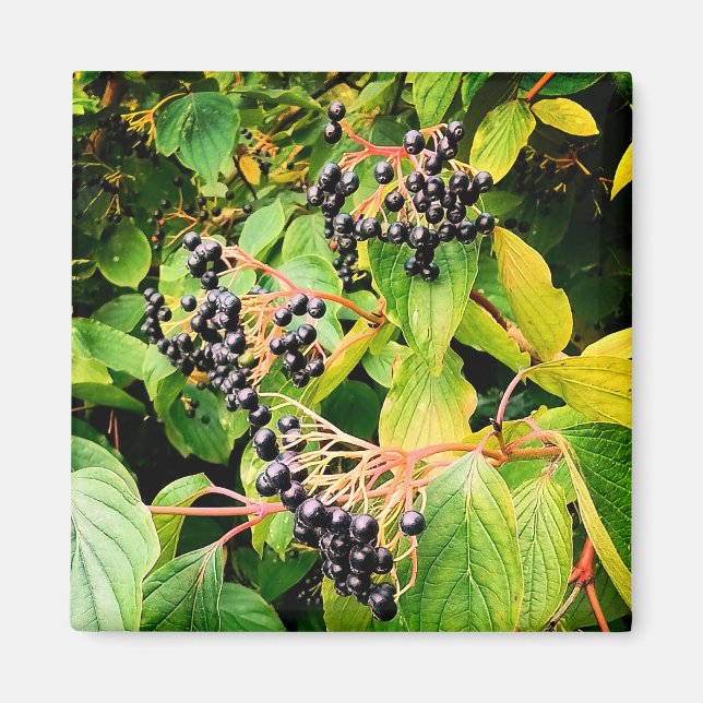 Schwarze Beeren Magnet (Vorne)