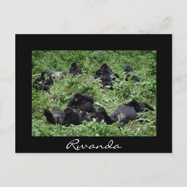 Schwarze Berggorilla-Gruppe Ruanda Postkarte (Vorderseite)