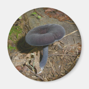 Schwarze Blume Mushroom Magnet