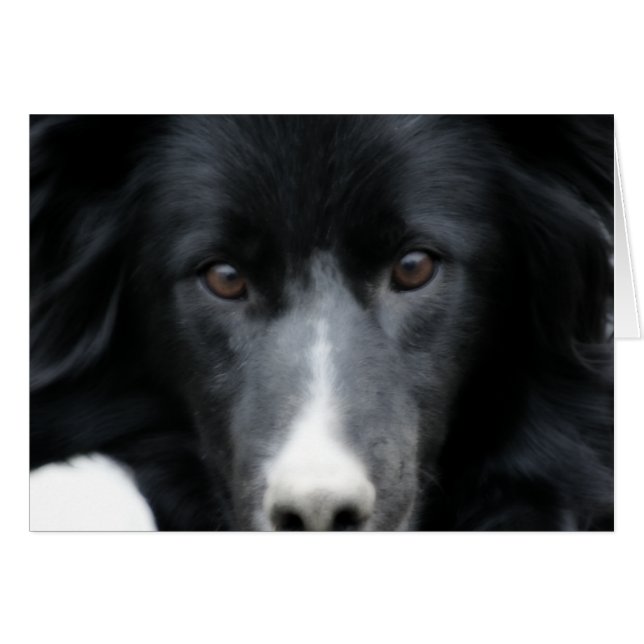 Schwarze Border-Collie-Gesichts-Hundekarte (Vorderseite (Horizontal))