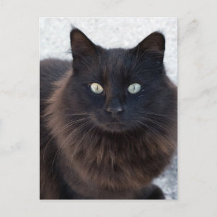 SCHWARZE CAT-FOTOGRAFISCHE POSTKARTEN