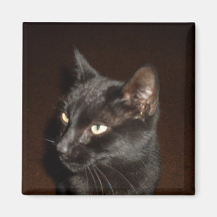 SCHWARZE CAT-Magnete Magnet