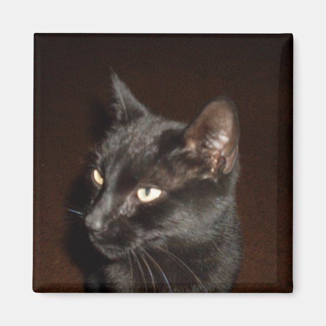 SCHWARZE CAT-Magnete Magnet (Vorne)