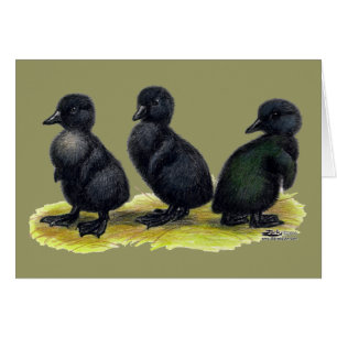 Schwarze Cayuga-Entenküken