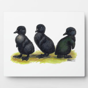 Schwarze Cayuga-Entenküken Fotoplatte