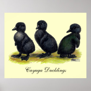 Schwarze Cayuga-Entenküken Poster