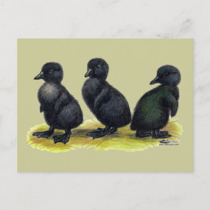 Schwarze Cayuga-Entenküken Postkarte