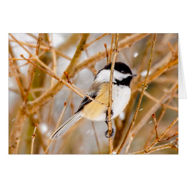 Schwarze Chickade - Original-Foto (Vorderseite (Horizontal))