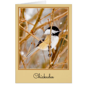 Schwarze Chickade - Original-Foto