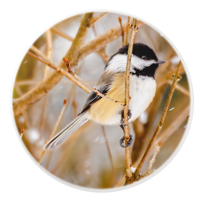 Schwarze Chickade - Original-Foto Keramikknauf (Vorderseite)