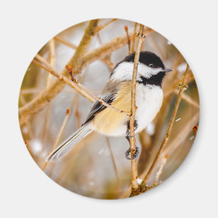Schwarze Chickade - Original-Foto Magnet