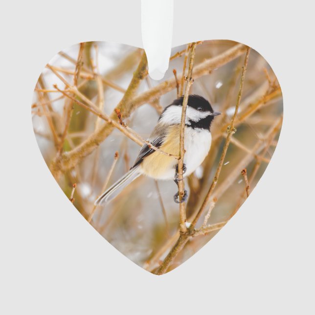 Schwarze Chickade - Original-Foto Ornament (Vorderseite)