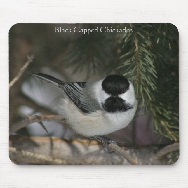 Schwarze Chickadee Mousepad (Vorne)