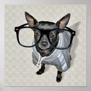 Schwarze Chihuahua mit Brillen-Foto Poster
