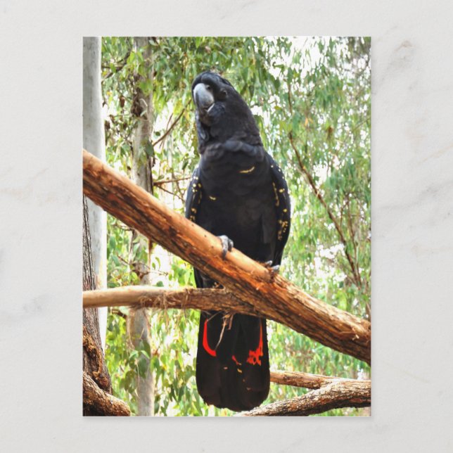 SCHWARZE COCKATOO QUEENSLAND AUSTRALIEN POSTKARTE (Vorderseite)