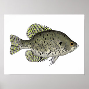 Schwarze Crappie Poster