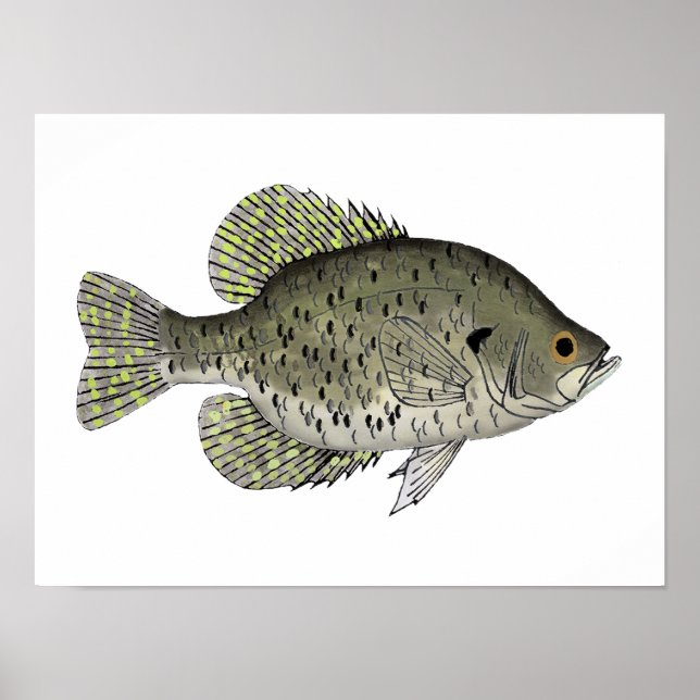Schwarze Crappie Poster (Vorne)