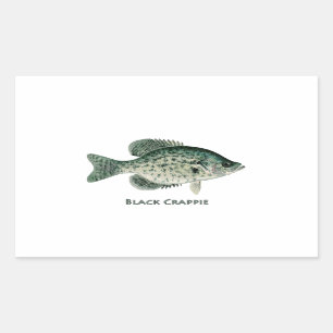 Schwarze Crappie Rechteckiger Aufkleber