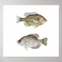 Schwarze Crappie & Relieber Sunfish