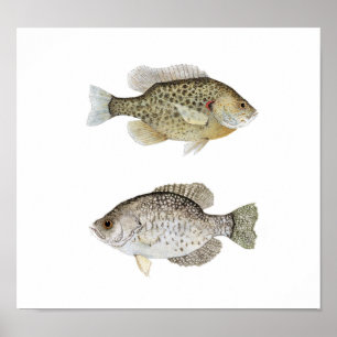 Schwarze Crappie & Relieber Sunfish Poster