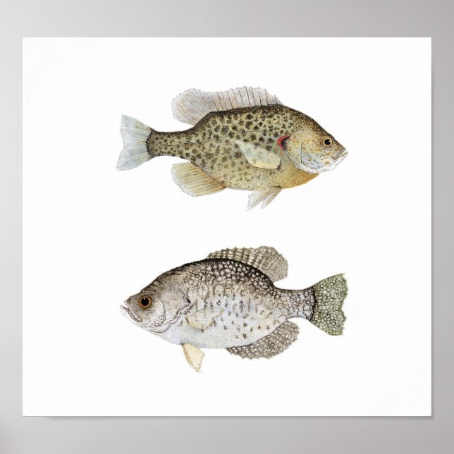 Schwarze Crappie & Relieber Sunfish Poster (Vorne)