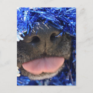 Schwarze Dose mit blauer Tinsel-Zunge Postkarte