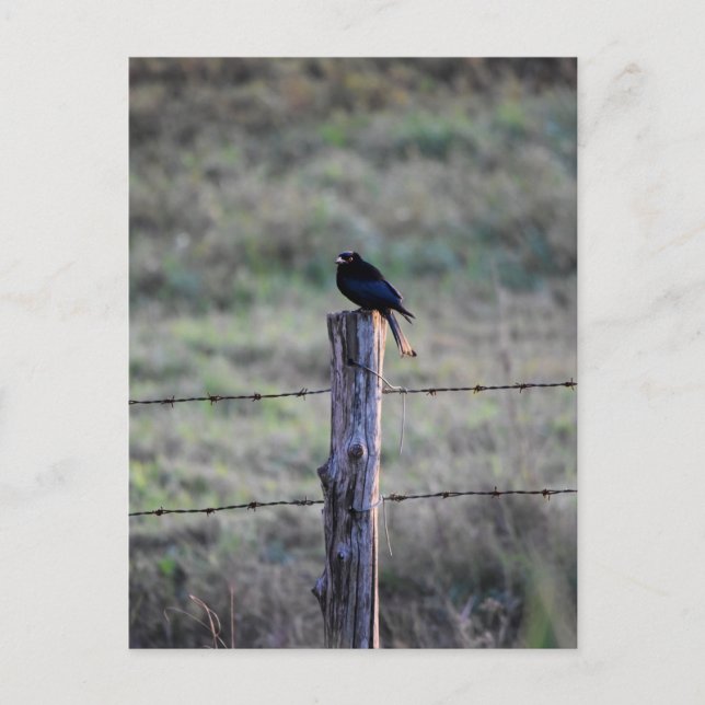 SCHWARZE DRONGO AUF POST LÄNDLICHE QUEENSLAND AUST POSTKARTE (Vorderseite)