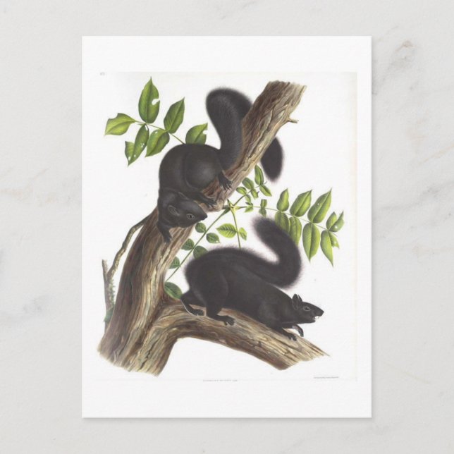 Schwarze Eichhörnchen Postkarte (Vorderseite)