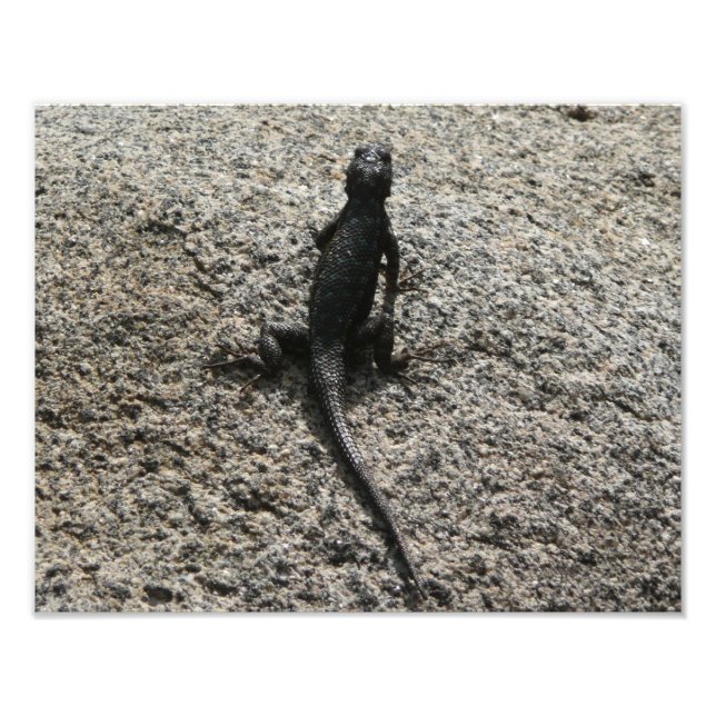 Schwarze Eidechse Fotodruck (Vorne)