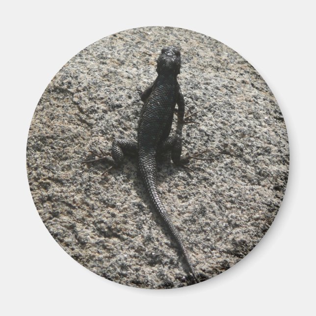 Schwarze Eidechse Magnet (Vorne)