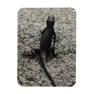Schwarze Eidechse Magnet