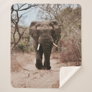 SCHWARZE ELEFANLAGE AUF BROWSAND SHERPADECKE