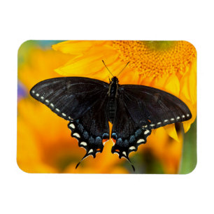 Schwarze Form des Östlichen Tigers Magnet