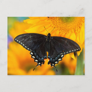 Schwarze Form des Östlichen Tigers Postkarte