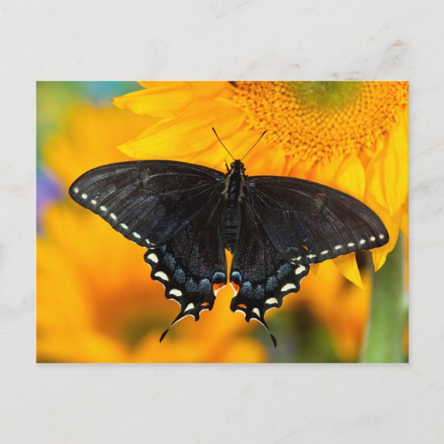 Schwarze Form des Östlichen Tigers Postkarte (Vorderseite)