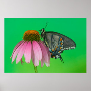 Schwarze Form des Östlichen Tigerschwalbenschwanze Poster